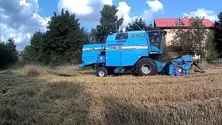 Żniwa 2021 z BIZONami//Gwiazda lata Bizon Dynamic Z115//Super/Rekord/Sampo/Oryginalny dzwięk !
