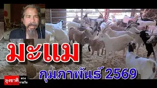 ดวงชะตาคนเกิดปีมะแม. # เดือนกุมภาพันธ์ 2569#ดูดวง @Longchat 