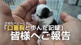 口蓋裂のベビーについてご報告です