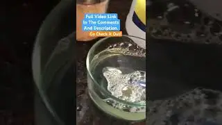 Homemade Gnat Trap! Environmentally Friendly, Cheap, And Easy!