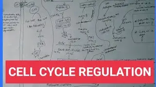 cell cycle: regulation