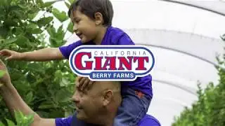 Who Is Cal Giant?