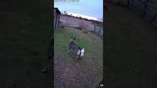 Dog protecting chicken