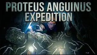 PROTEUS ANGUINUS EXPEDITION
