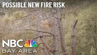 PG&E Leaves Behind 100,000+ Felled Trees