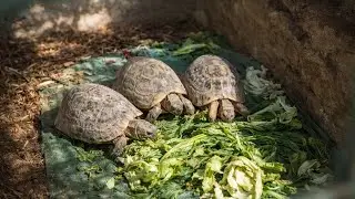 The Singing Turtle! Discover the Amazing Secret of the Egyptian Turtle