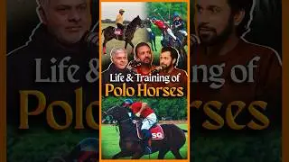 Life and Training of Polo Horses  #polo #horses #training #urdupodcast #pakistan