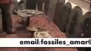 moroccan fossils  arfoud