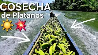 ☀️🌾| Cosecha de Plátano,/ llevándolo por el rio🌴🥒