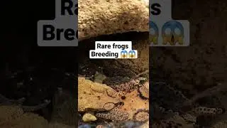 i found rare frogs 🐸 😱🤯#shorts #frog #breeding #rare #viral