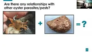 SoMAS - Aw shucks&hellip;Controls of Eastern Oyster Populations in Southeast Coastal Plain Estuaries