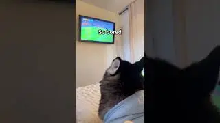 My Husky Said NO MORE SOCCER!
