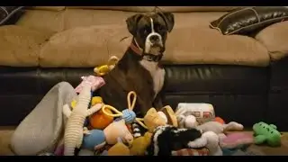 AKC Trick Dog Performers test - Bouncer the Boxer Dog