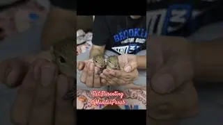 Pet Parenting #youtubeshorts #ytshorts #petparent #animalparenting #animallovers