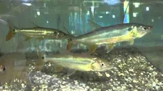 Acestrorhynchus pantaneiro