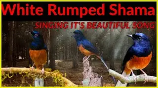 🦜 White Rumped Shama bird song 🦜 chant of the White Rumped Shama  🦜 White Rumped Shama singing