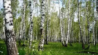 Бярозы.