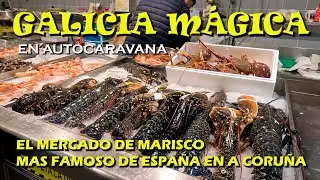 El famoso MERCADO DE MARISCO de A CORUÑA. GALICIA en AUTOCARAVANA. CORUÑA Episodio 1 (4K) #63