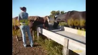 Horseback Riding: My Story :)