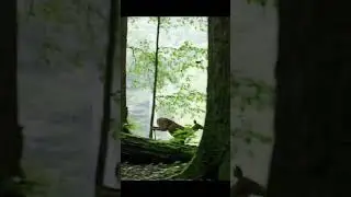 Seconds from Survival ⚡🐆 | The Wild Hunt Begins &ndash; syntrackai