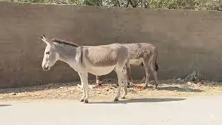Donkey Mating| Animal MatIng #animals #wildlife