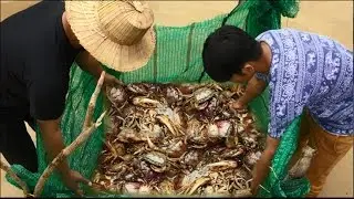 Amazing Crab Trap   How to Catching Crabs in cambodia
