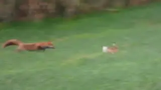 Pogoń lisa za zającem 🔅The fox chasing the hare