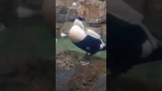 common elder cleaning it's feathers while on a rock