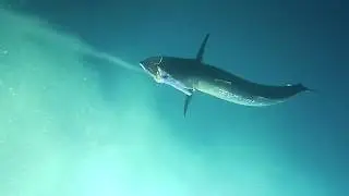 Underwater Video kingfish action