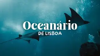 Ocean&aacute;rio!! Um Mundo Submerso em Lisboa 🇵🇹