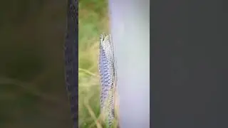 Snake's teeth: How they help snakes swallow their prey | SGK English
