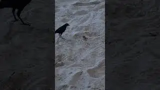 Grey Speckled Anole versus Carib Grackle
