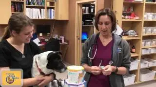 Are Dental Chews Effective? | Veterinarian in Canton Georgia