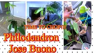 Let&rsquo;s chop up & Propogate A Huge Air Layered Plant | Philodendron Jose Buono Propagation 🪴 #plants