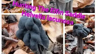 Охота на эльфа (Helvella lacunosa)