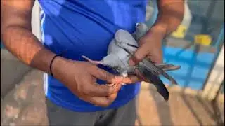 1000 KM Race late return Bird