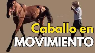 Cómo acercarse a un caballo arisco sin forzarlo Comunicación con la rienda y el cuerpo