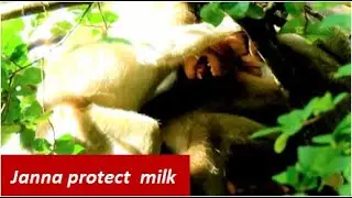 Poor Janna very brave to stop Janet from milk| Janet cry same style angry Janna | Jane allow milk