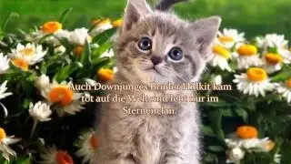 Warrior Cats Junge die niemals zu Schülern wurden