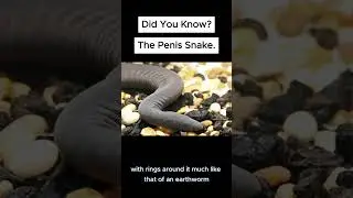 Did you know? The Penis Snake 🐍 | #facts #nature #wildlife