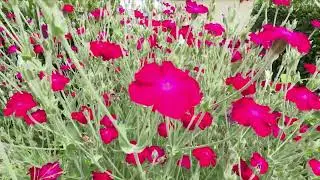 Flowers in July Seattle Geranium maculatum Centranthus ruber Rose Campion Clematis Flower Lavender