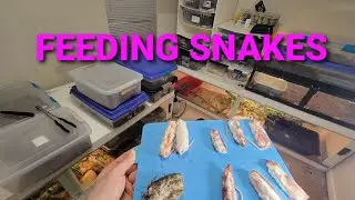 Feeding Baby Boa Constrictor's/ Green Anaconda / IMG , VPI, Moonglow, Redtail Boa