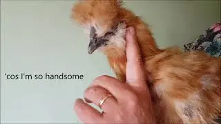 Time for Boris to go #silkiechicks   🐤#BoristheSilkie