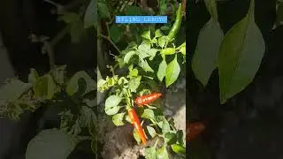 silinglabuyo #sili #gulaysabakuran #gardening #garden #vegetables #simplelife #simplelivingph