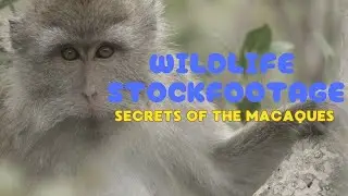 Mauritius Macaques &ndash; Silent Strategies of Survival | RED 4K Wildlife Footage