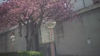 Springtime in Ishikiri, Osaka