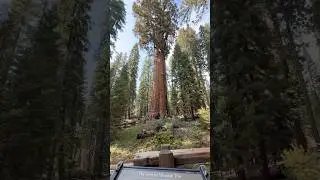📍The General Sherman Tree 🌳 📍Sequoia National Park #ceijytherover #sequoianationalpark