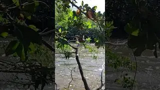 How to catch bamboo  Chicken