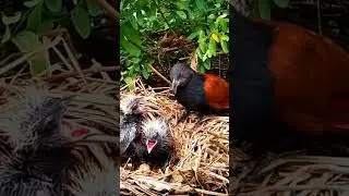 Greater coucal birds steal other birds' chicks to feed their own 7