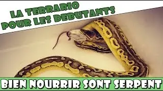 BIEN NOURRIR SON SERPENT - EUBLEPHARIS
